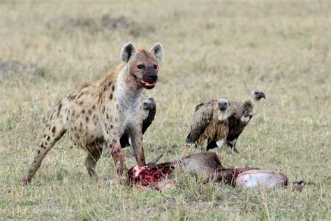 The Hyenas Are Eating Prey, Behind Is Three Vulture Stock Photo - Image: 48629115