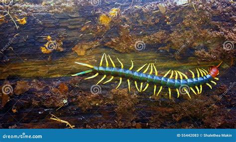 Centipede stock image. Image of unearthed, habitat, centipede - 55442083