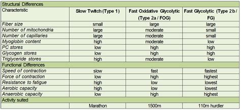 Types of muscle fibers: Slow-twitch Vs. Fast-twitch • Bodybuilding Wizard