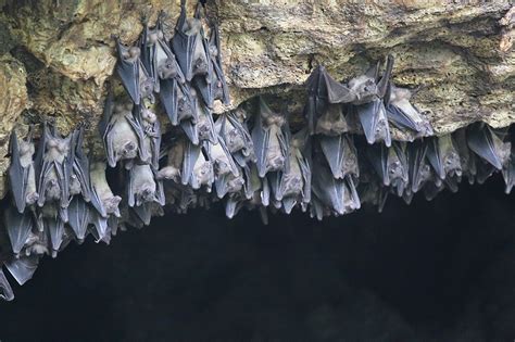 Marburg Virus Can't Kill Egyptian Fruit Bats. Why? | The Brink | Boston University