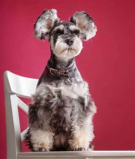 25 Cutest Schnauzer Haircuts : Schnauzer Dog Hairstyle We Admire A Lot ...