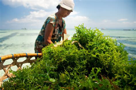 Friends of Animals | Seaweed farming can help feed people & heal the planet - Friends of Animals