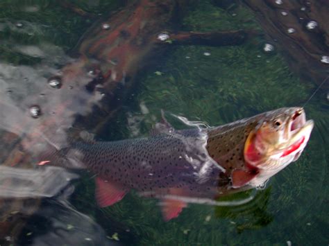 Yellowstone Cutthroat. Trout Lake. Yellowstone National Park. | Trout ...