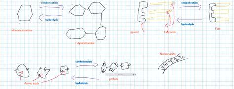 Biological Molecules Diagram | Quizlet