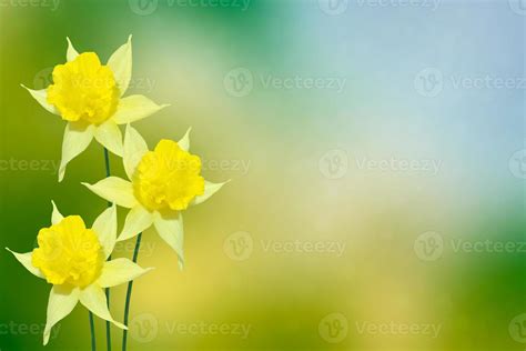 Spring flowers of daffodils. 9888617 Stock Photo at Vecteezy