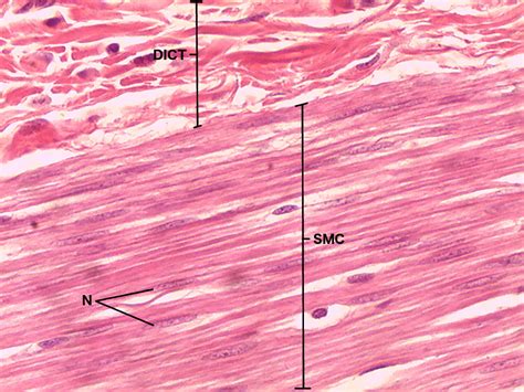 Smooth Muscle Tissue 40X | Histology