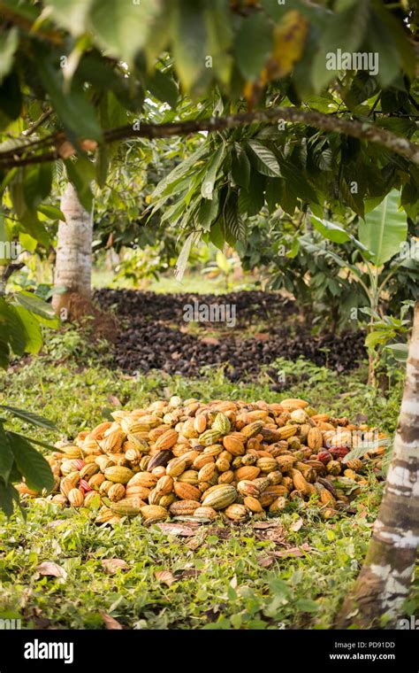 Cocoa plantation hi-res stock photography and images - Alamy