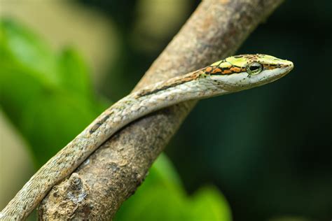 Cape Twig Snake – Sedgwick County Zoo