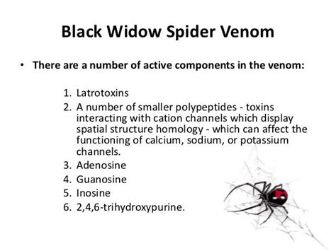 Black Widow Spider Venom Affects Its Victim By : Black Widow Spider ...