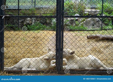 White Lions in Different Cages Stock Photo - Image of baby, head: 140215060