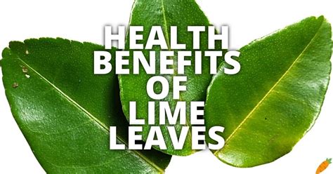 11 Potential Health Benefits Of Lime Leaves