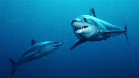 L'ancien et massif requin mégalodon était... maigre ? - Laminute.info