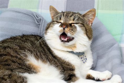 Can Cats Have Allergies? | Great Pet Care