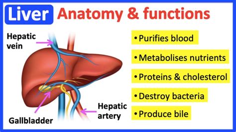 Liver anatomy & function🤔 | Easy learning video - YouTube