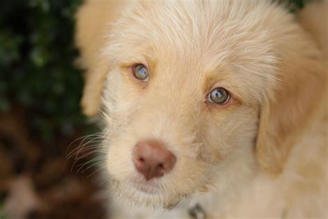 F1 apricot labradoodle puppy - 10 weeks old Labradoodle Puppy, Collie, Apricot, F1, Golden ...