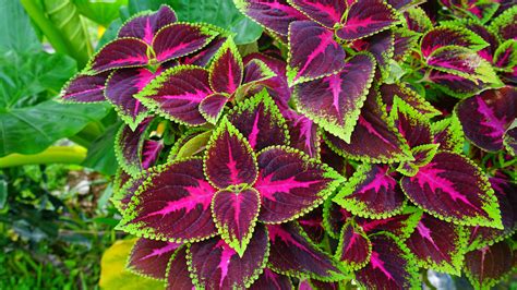 How To Grow And Care For Coleus Plants