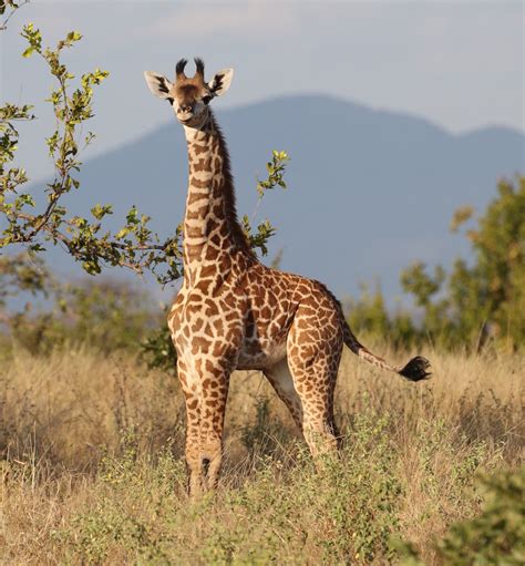 Researchers have found the gene responsible for giraffe's long neck