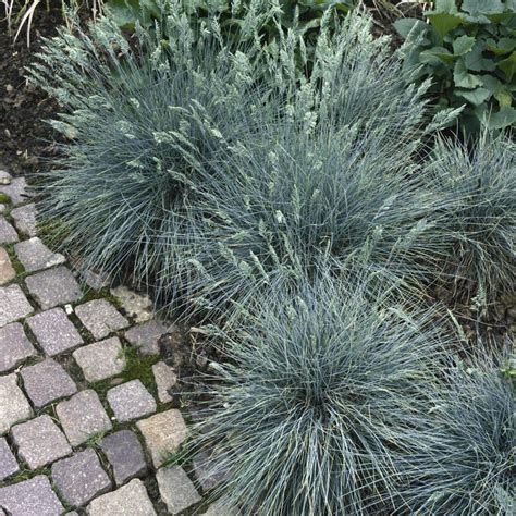 Blue Fescue Lawn | ubicaciondepersonas.cdmx.gob.mx