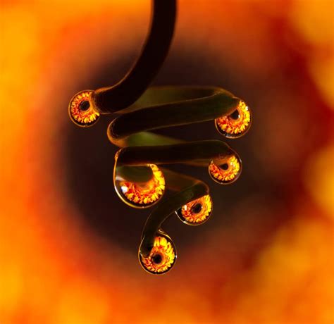 Macro Photography Reveals Water Droplets as Miniature Works of Art Macro Photography Tips, Types ...