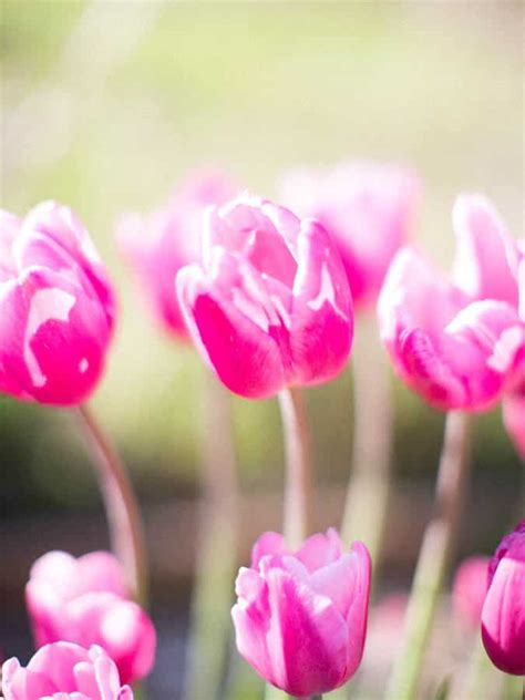 How To Care For Tulips After Blooming - Green Garden Cottage