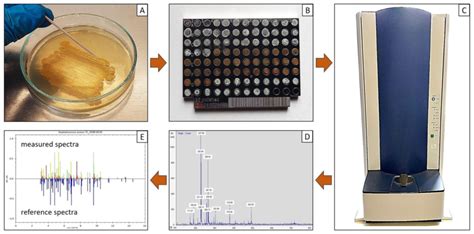 Workflow of sample preparation and profile analysis by MALDI-TOF ...