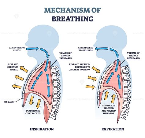 Mechanism of breathing with anatomical process explanation outline diagram - VectorMine