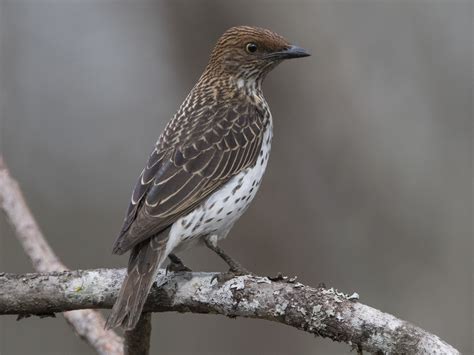 Female Starling Bird