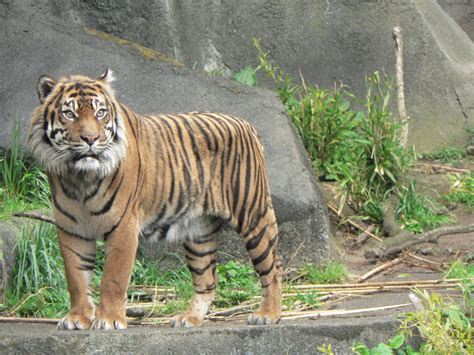 Woodland Park Zoo: Tiger! | Flickr - Photo Sharing!