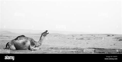 Saudi arabia desert riyadh camel Black and White Stock Photos & Images ...