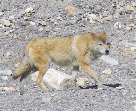 Tibetan Wolf Facts, Habitat, Behavior, Lifespan and Pictures