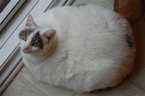 The Fattest Cats On The Internet