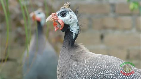 Guinea Fowl Sounds