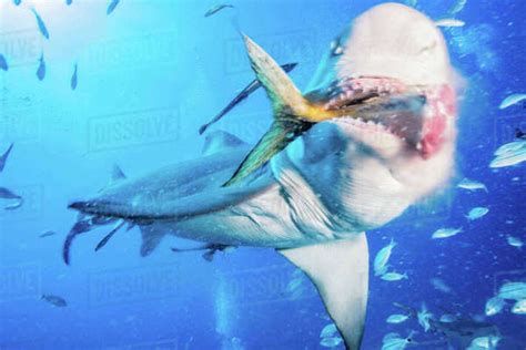 Lemon shark eating tuna tail - Stock Photo - Dissolve