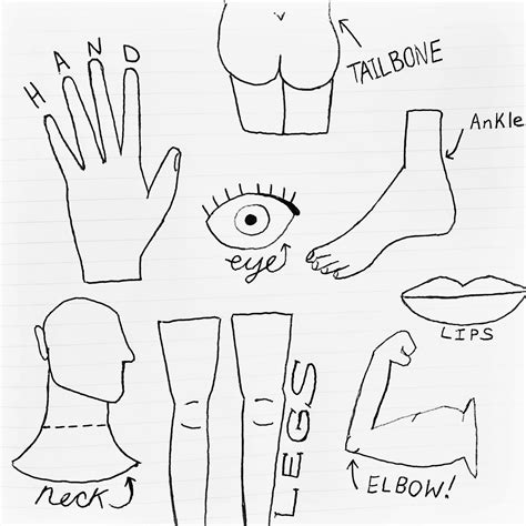 Parts Of The Body Drawing at GetDrawings | Free download