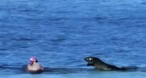 Mother seal attacks tourist