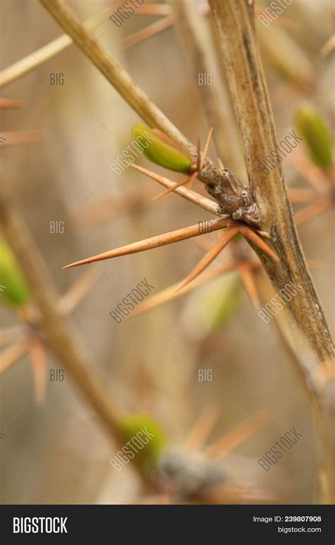 Thorns On Stems Plants Image & Photo (Free Trial) | Bigstock