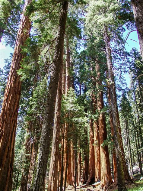 Sequoia & Kings Canyon - 22 Hiking Trails for All Levels - The Unending Journey | Sequoia ...