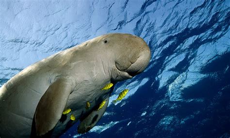 Interesting Facts About Adorable Sea Cows "Dugongs"