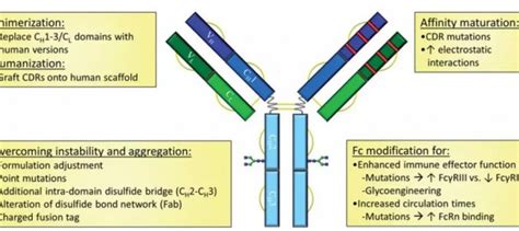 Humanized Antibody – Creative Biolabs Blog