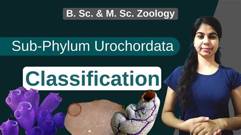 Urochordata Classification || In Hindi || B. Sc. & M. Sc. || Zoology ...