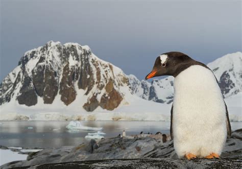 Antarctica Adventure Cruises & Tours - Kayaking, Camping &Hiking