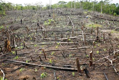 Deforestation and Afforestation | The Earth Times | Encyclopaedia