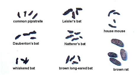 soprano_pipistrelle_tracksandsigns