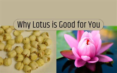 10 Amazing Health Benefits of Lotus You Should Know