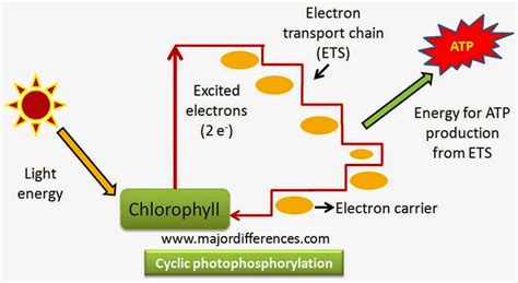 Difference Between Cyclic and Non Cyclic Photophosphorylation - MD