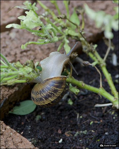 Garden Snail 2020-11-21 IZE-085 | Garden Snail שבלול הגינה C… | Flickr