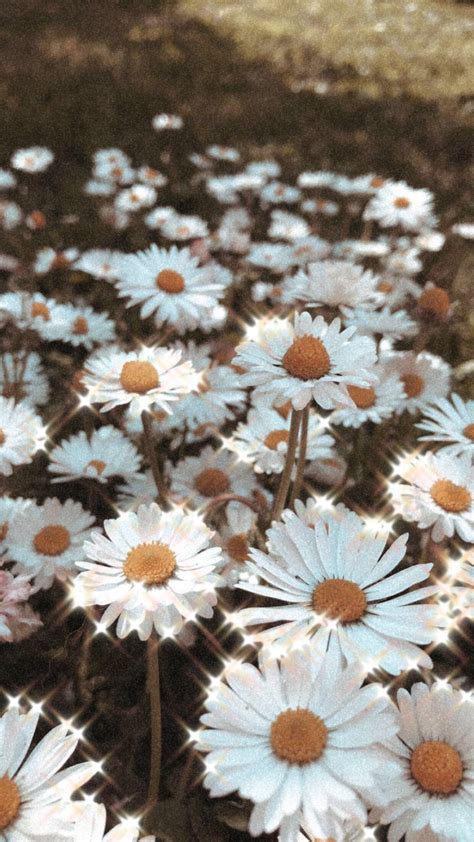 Aesthetic Daisy Art References – Mdqahtani