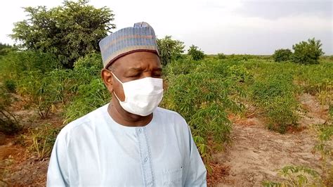 Kebbi State-NNPC Cassava-based Ethanol Production Program excites ...