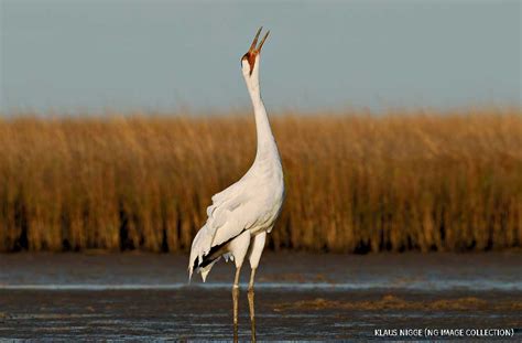 Species Spotlight Whooping Crane