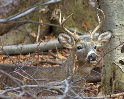 Deer Hunting Tips